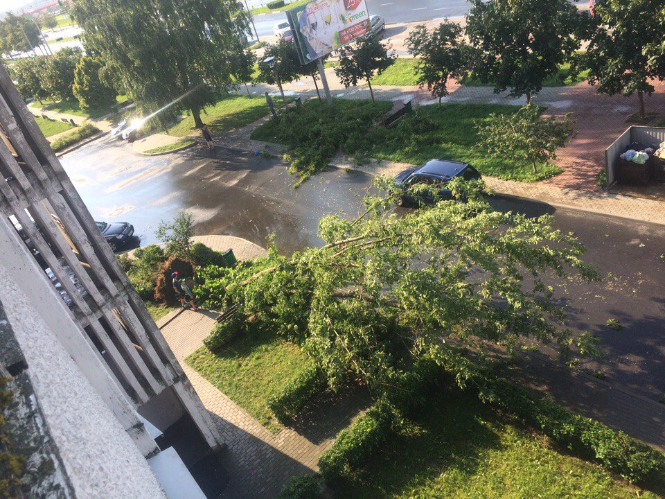 поваленное дерево Солигорск