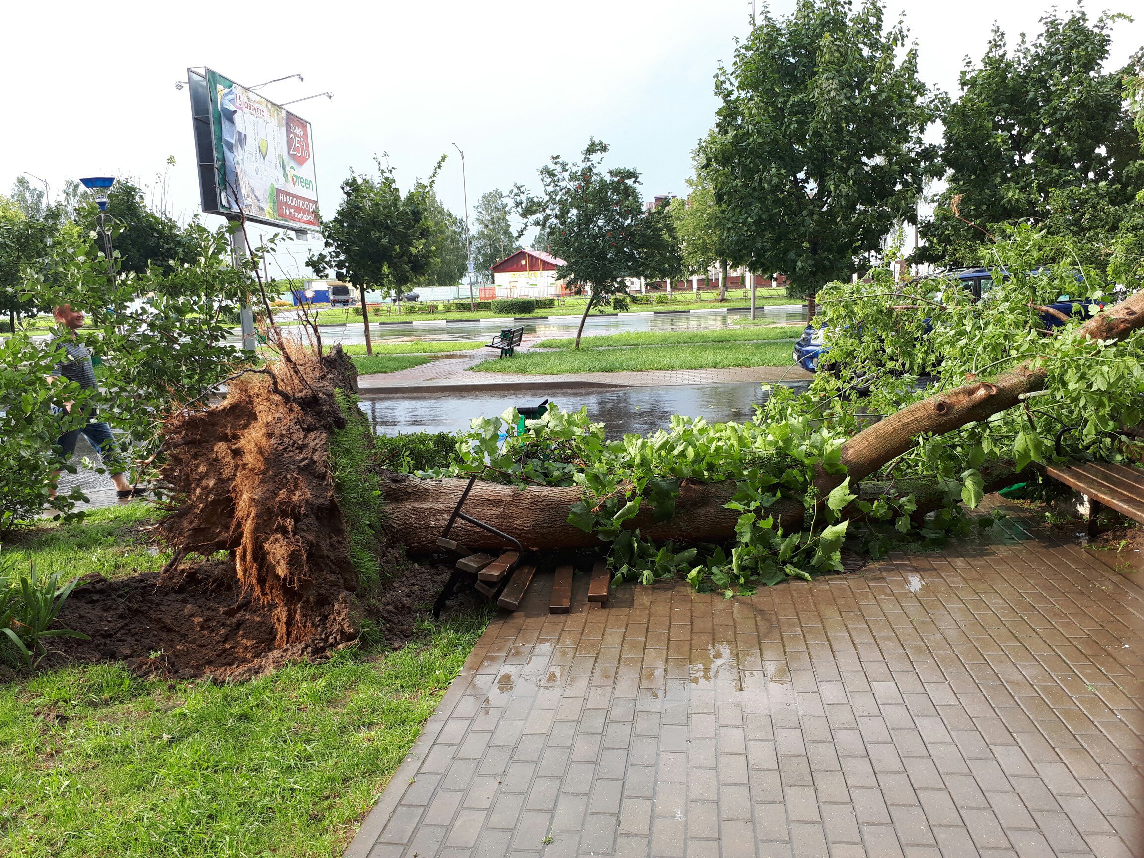 поваленное дерево Солигорск