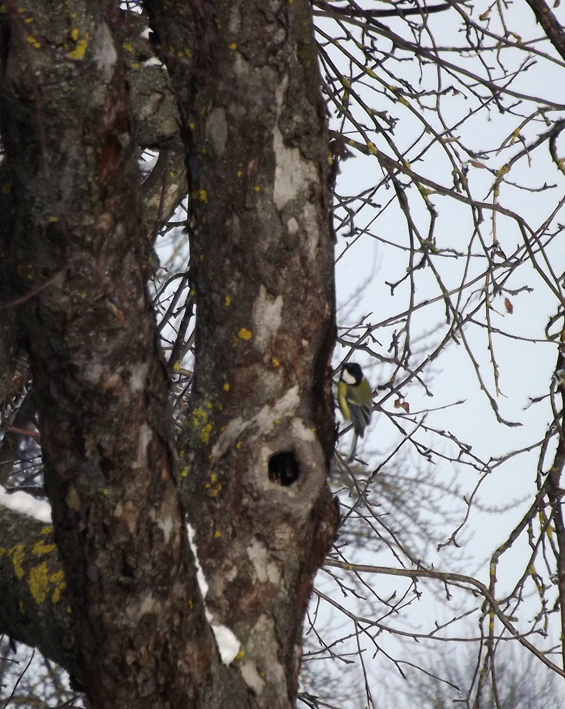 птица школа д.Кривичах Солигорский район