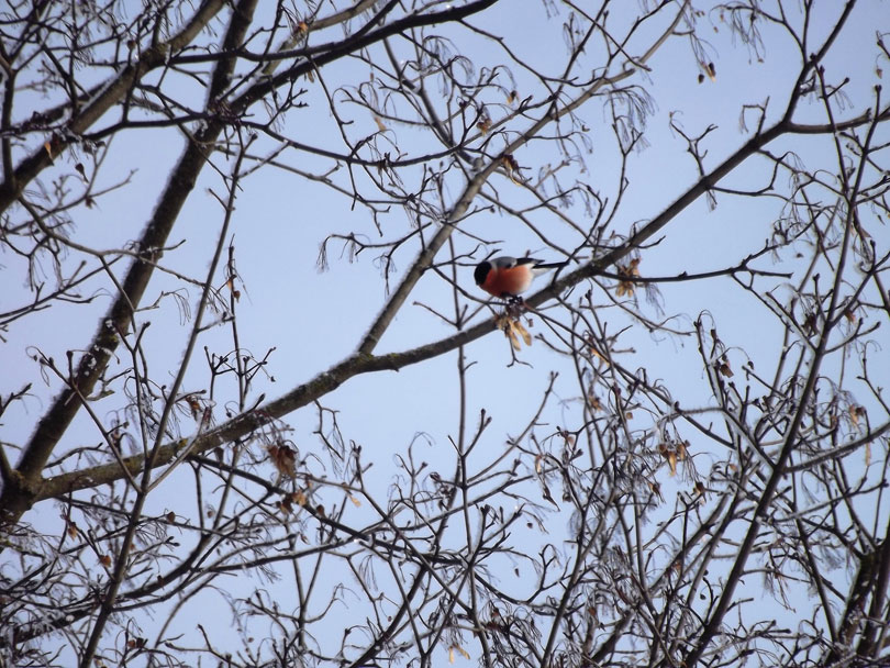 снегирь школа д.Кривичах