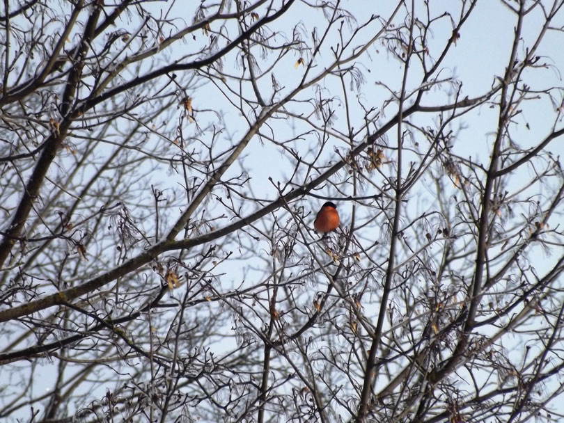 снегирь школа д.Кривичах