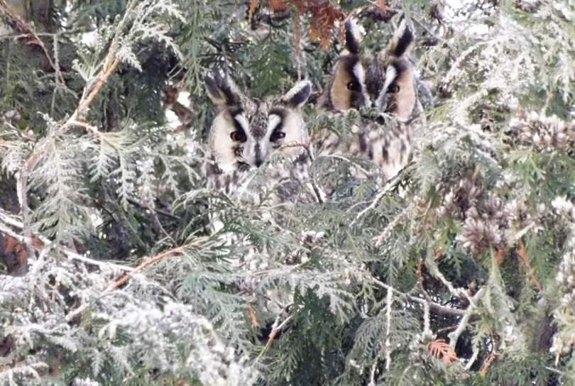 совы школа д.Кривичах