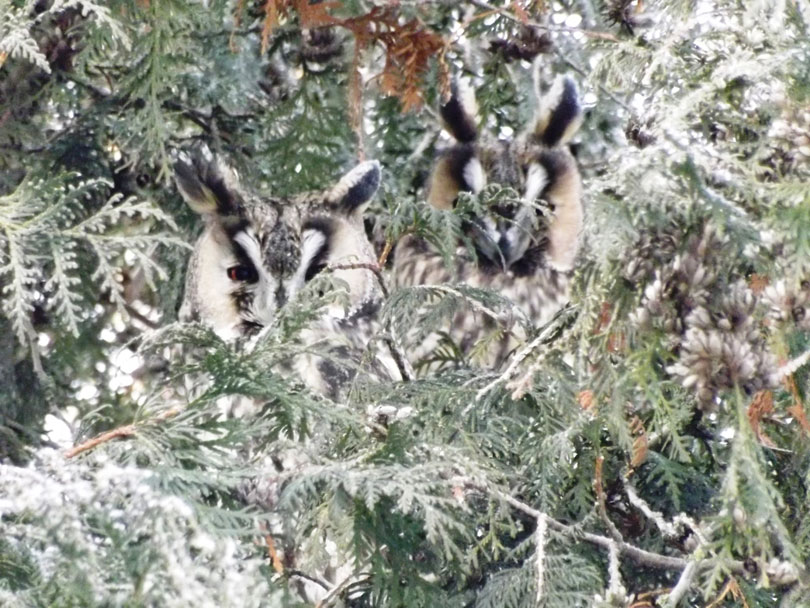 совы школа д.Кривичах