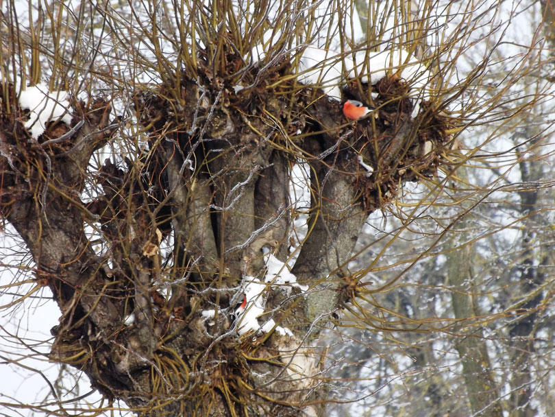 снегирь школа д.Кривичах