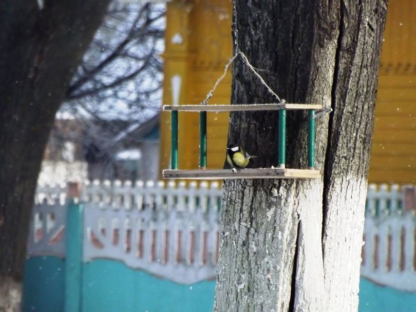снегирь школа д.Кривичах