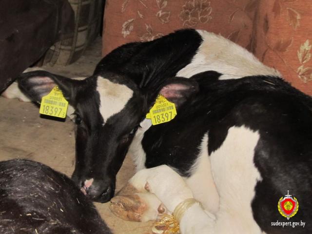 кража телят Слуцкий район д. Сороги
