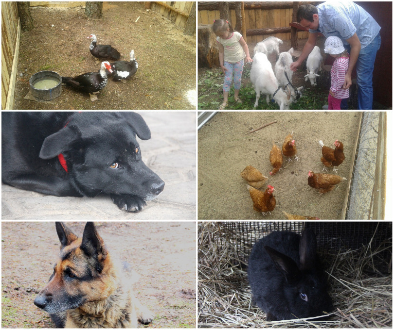 контактный зоопарк малиновка