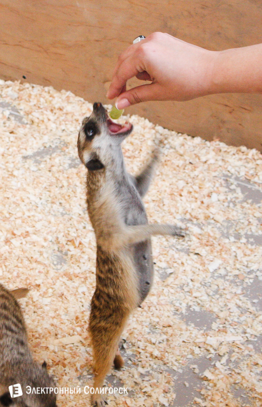 контактный зоопарк Солигорск