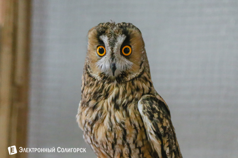 Сова Солигорск