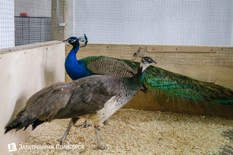 контактный зоопарк ЗооСити