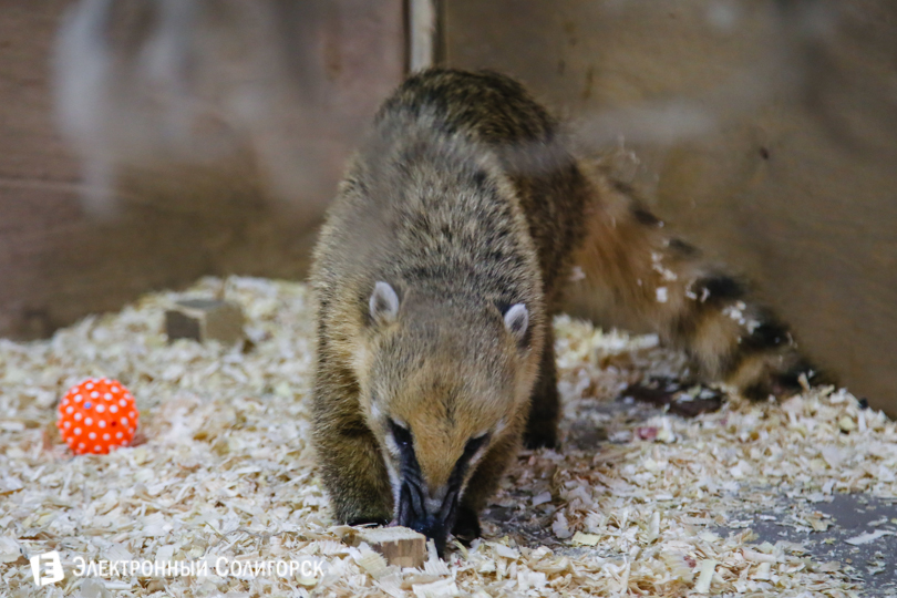 носуха Солигорск