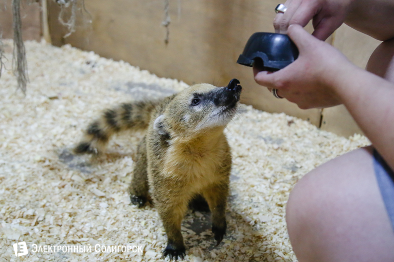 контактный зоопарк Солигорск
