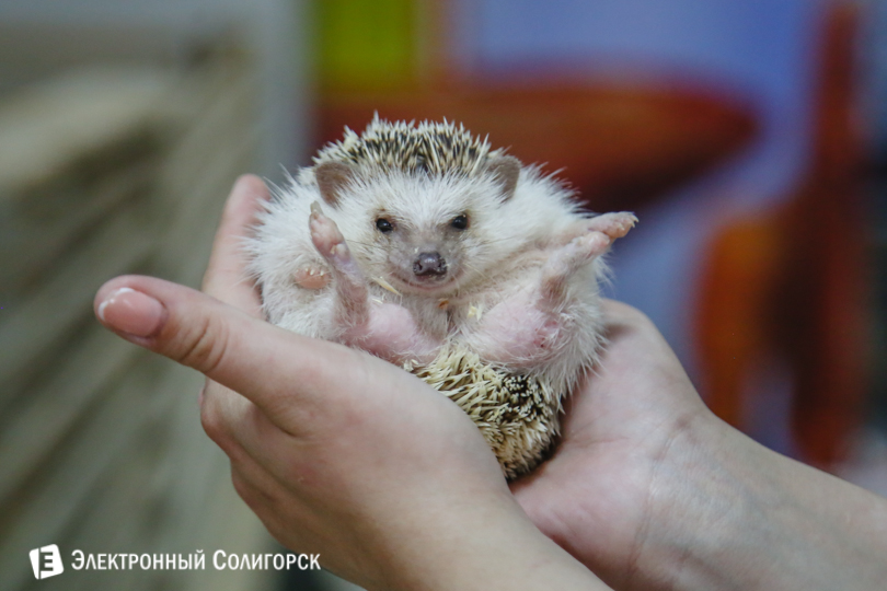 Ежик контактный зоопарк Солигорск