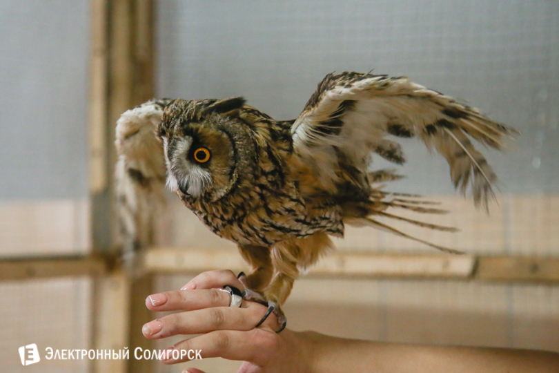 контактный зоопарк Солигорск сова