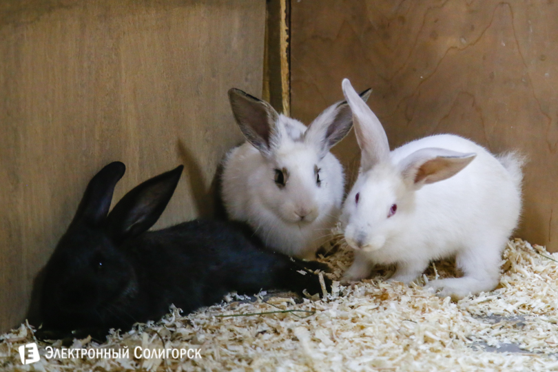 кролики контактный зоопарк Солигорск
