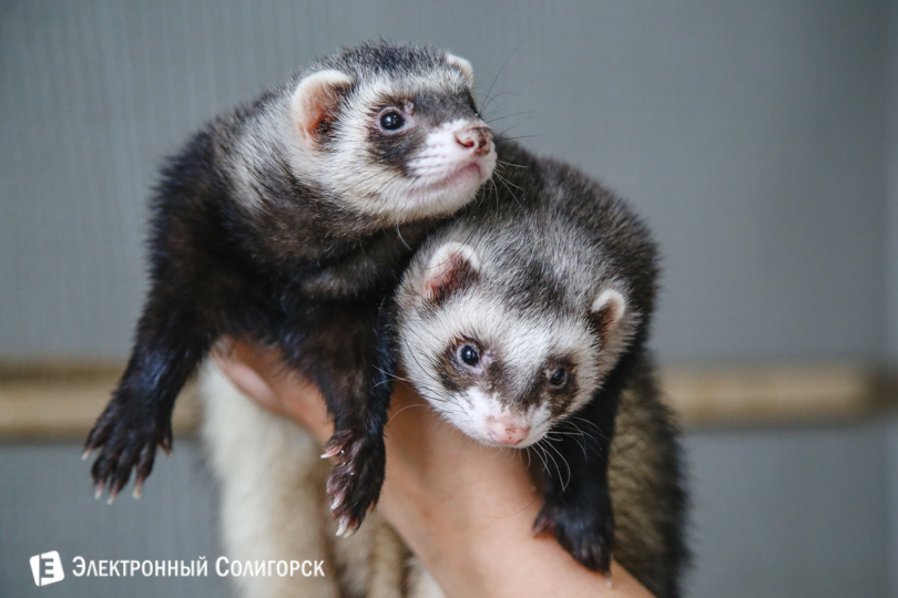 хорьки Солигорск