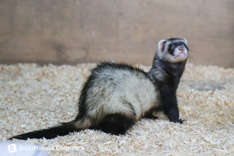 контактный зоопарк Солигорск