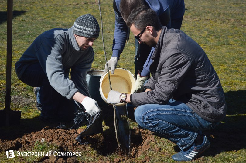 посадка деревьев Солигорск