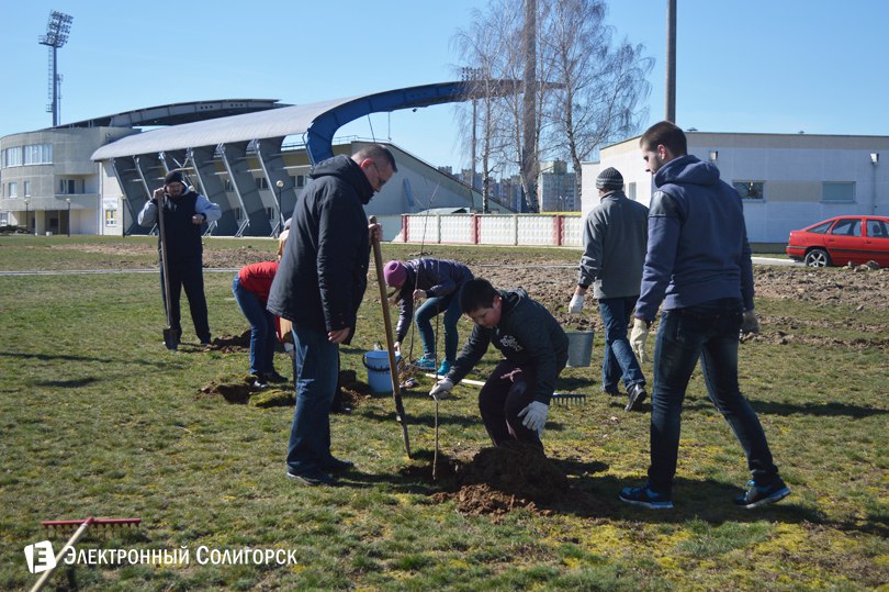 посадка деревьев Солигорск