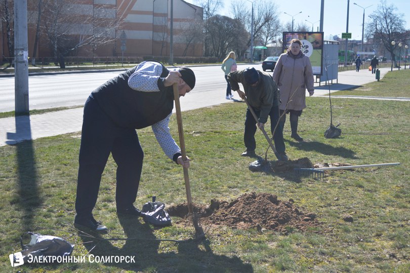 посадка деревьев Солигорск