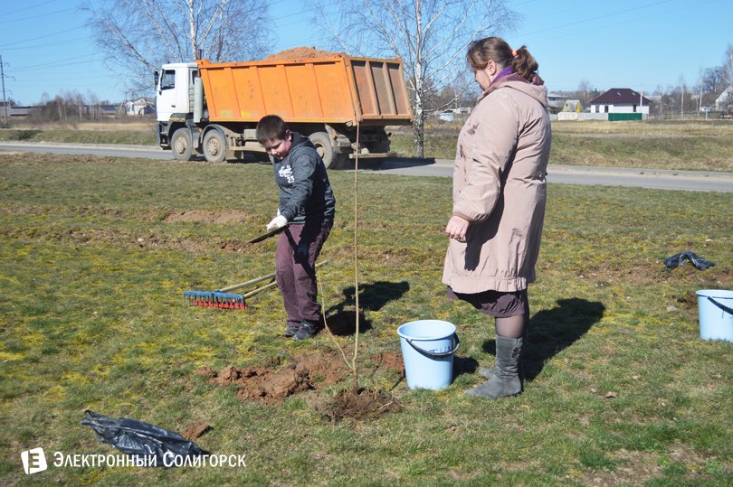 посадка деревьев Солигорск