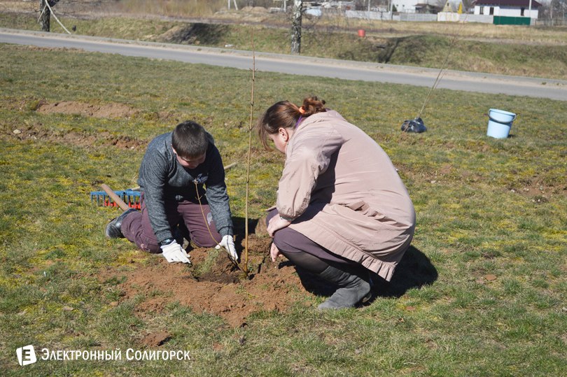 посадка деревьев Солигорск