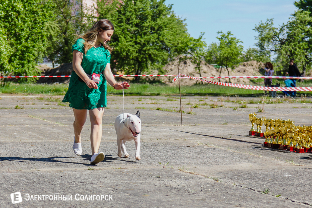 собаки Солигорск