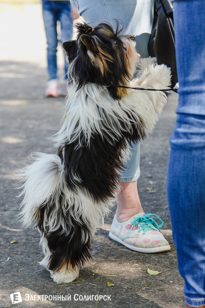 выставка собак Солигорск