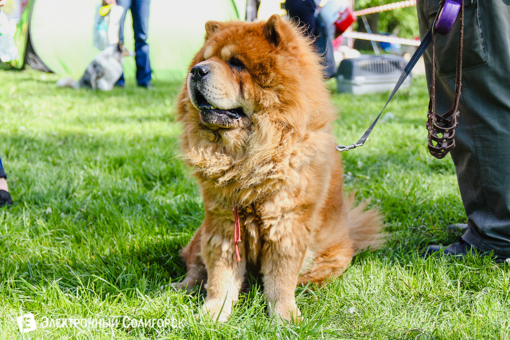 парад собак Солигорск