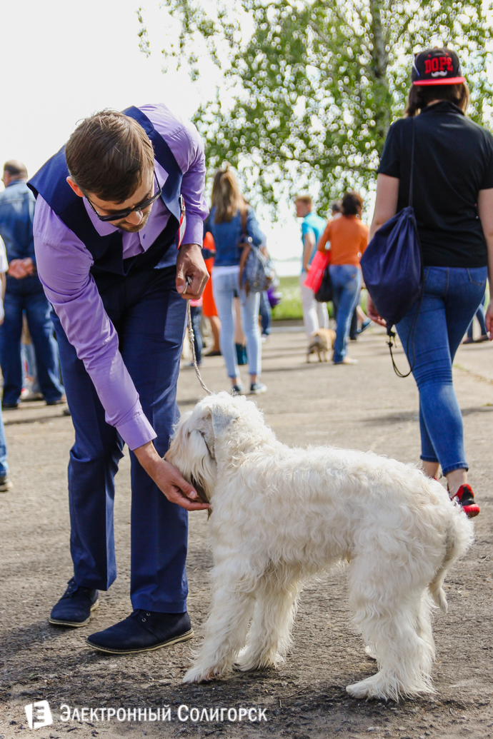 собаки всех пород Солигорск