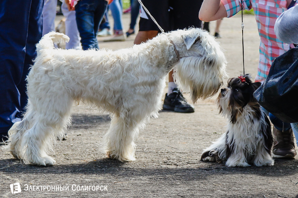 выставка собак Солигорск