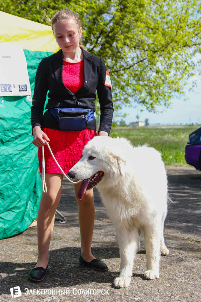 выставка собак Солигорск