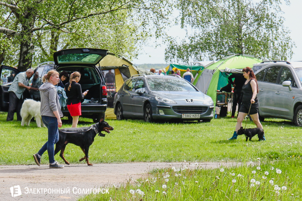 собака Солигорск