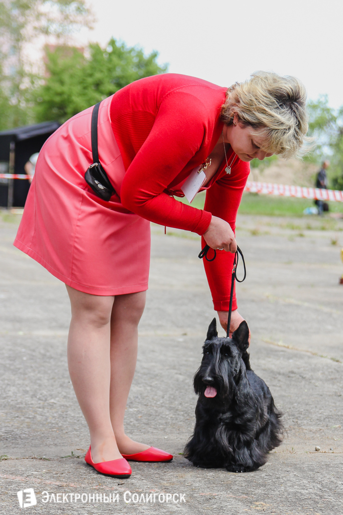 собаки Солигорск