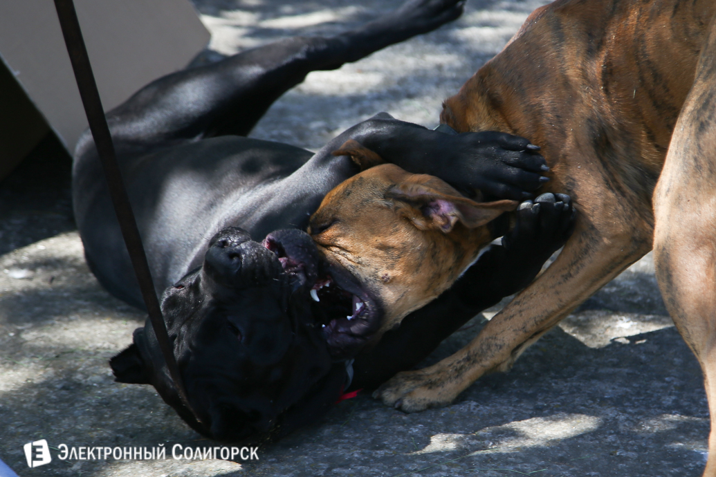 выставка собак Солигорск