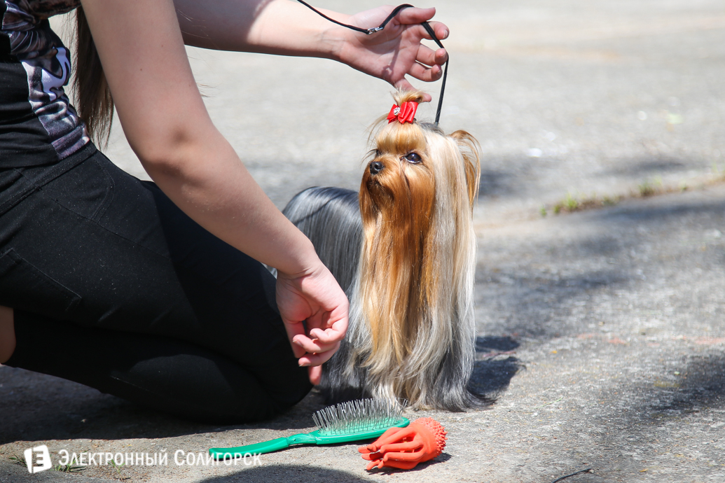 выставка собак Солигорск