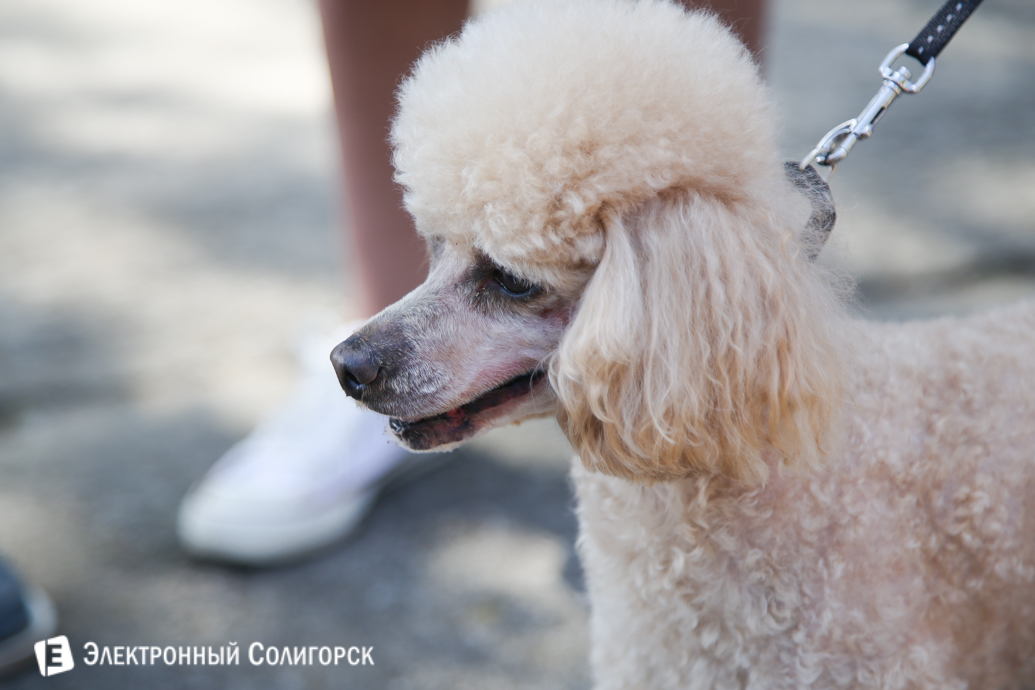 выставка собак Солигорск