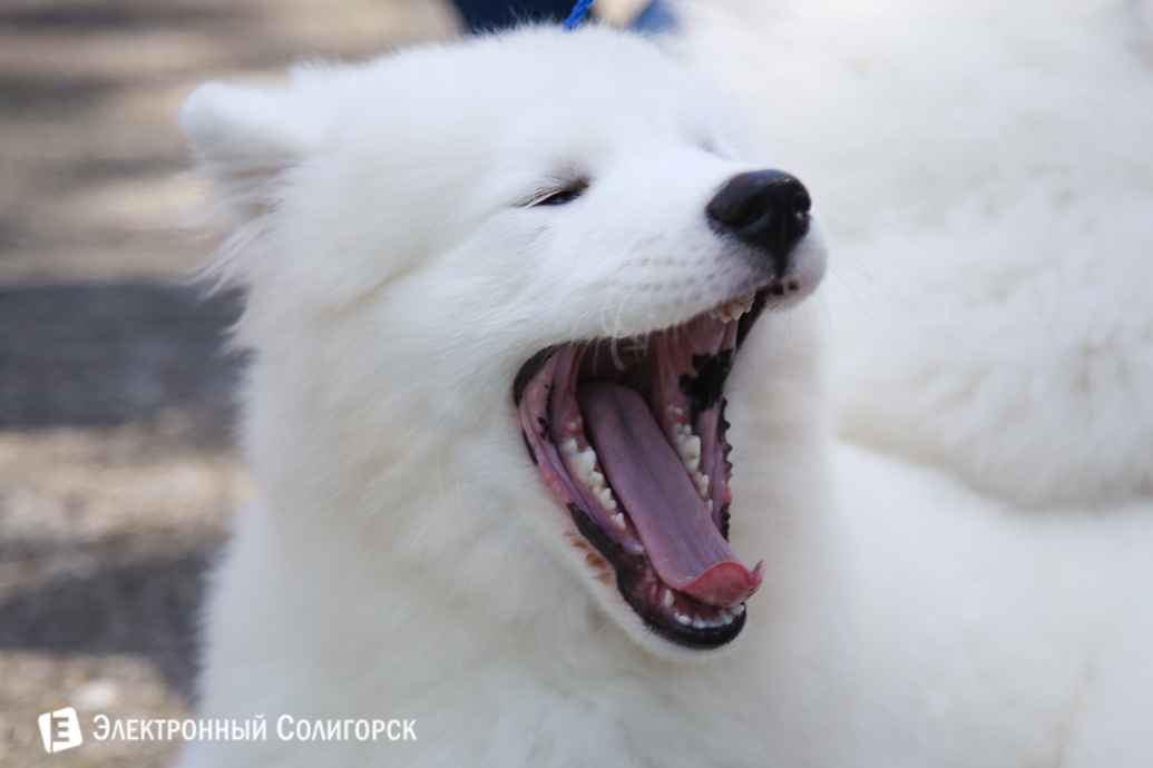 выставка собак Солигорск