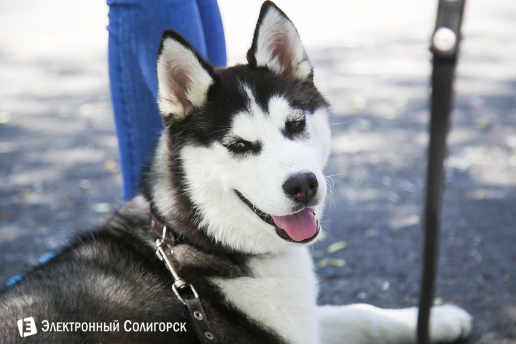 выставка собак Солигорск