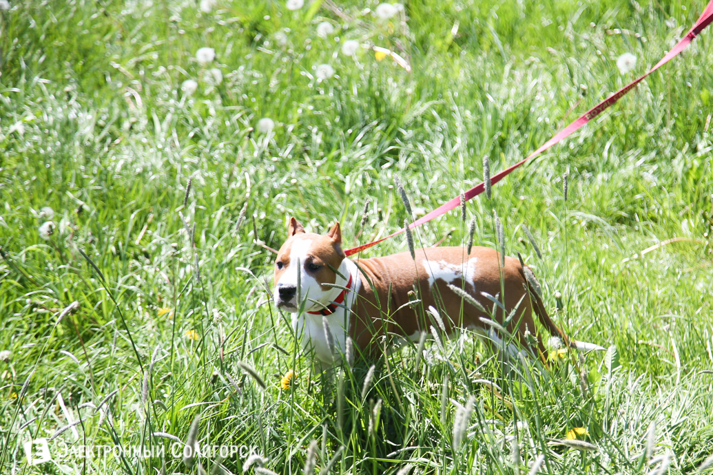 выставка собак Солигорск