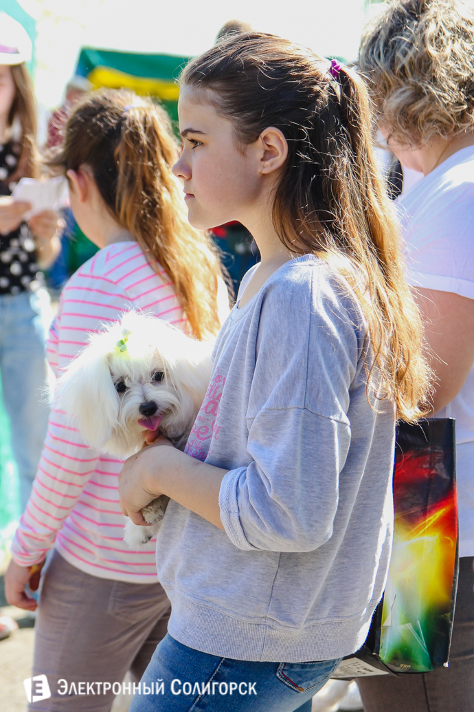 собаки Солигорск