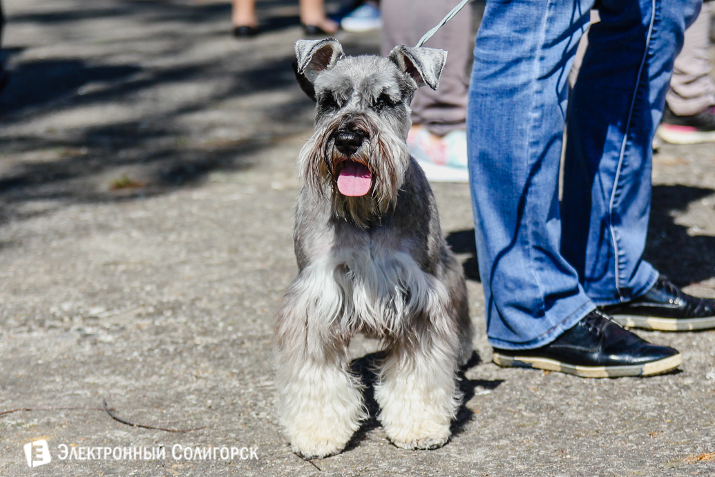 выставка собак Солигорск