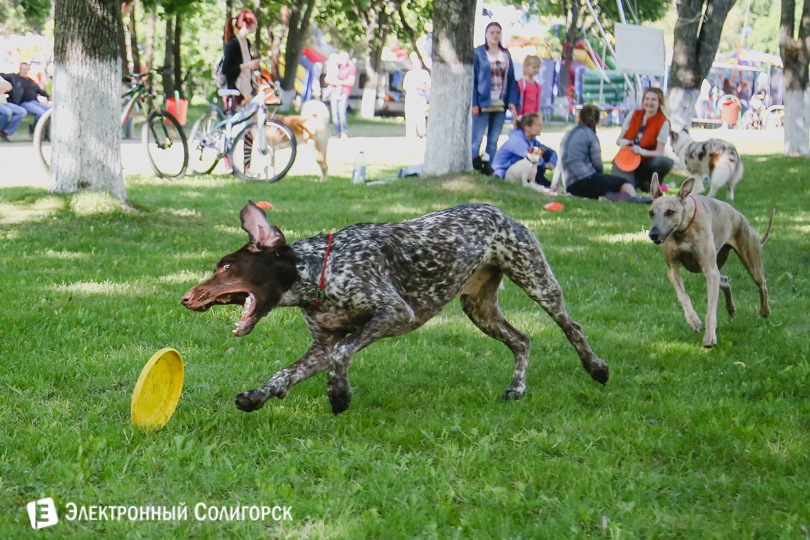 собаки фрисби Солигорск