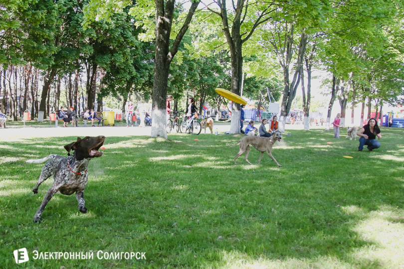 дог-фрисби Солигорск
