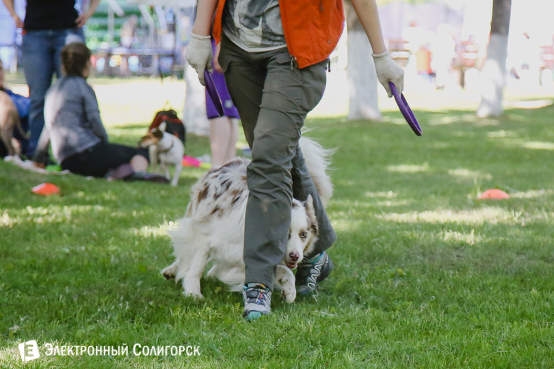 дог-фрисби Солигорск