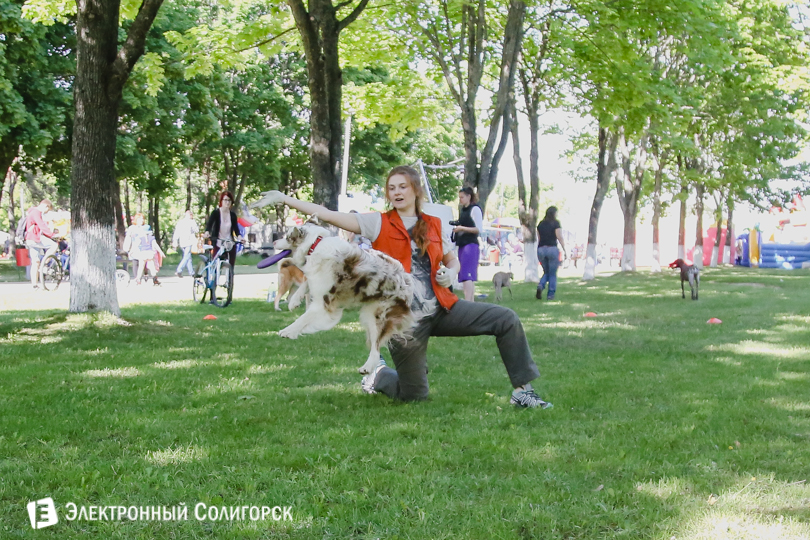 собаки фрисби Солигорск