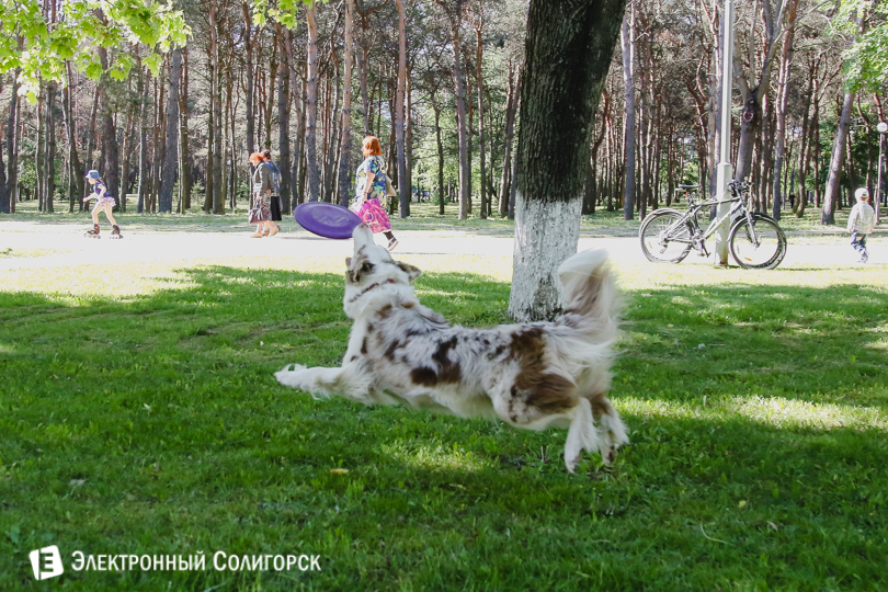дог-фрисби Солигорск