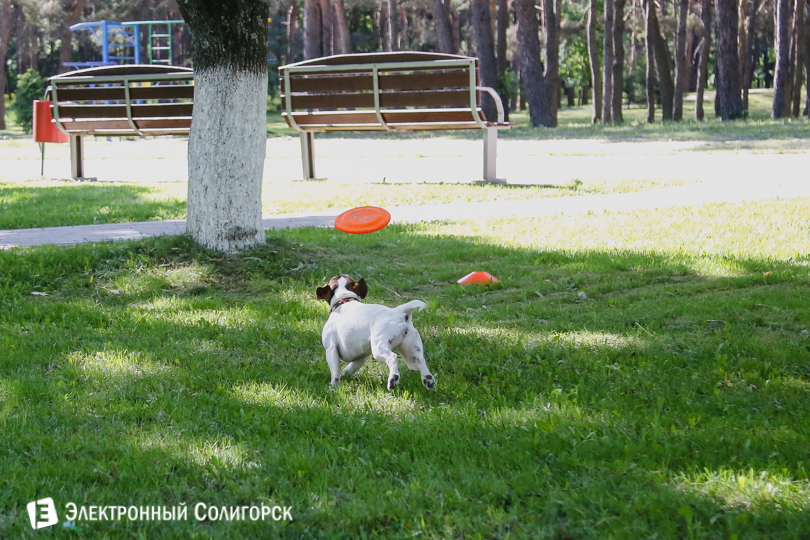 собаки фрисби Солигорск