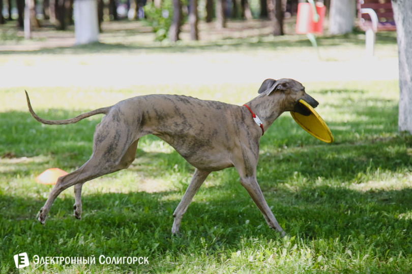 собаки фрисби Солигорск