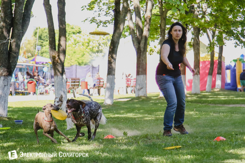 дог-фрисби Солигорск
